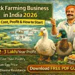 Duck Farming Business in India