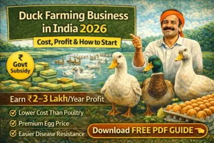 Duck Farming Business in India