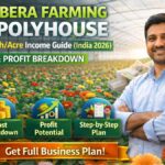Gerbera Farming in Polyhouse