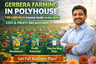 Gerbera Farming in Polyhouse