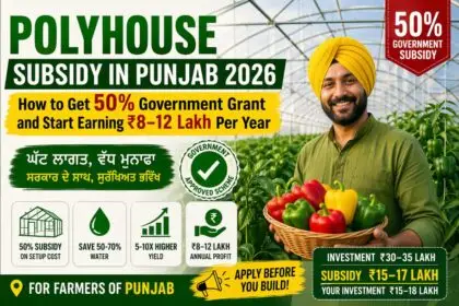 Polyhouse Subsidy in Punjab