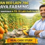 Taiwan Red Lady 786 Papaya Farming
