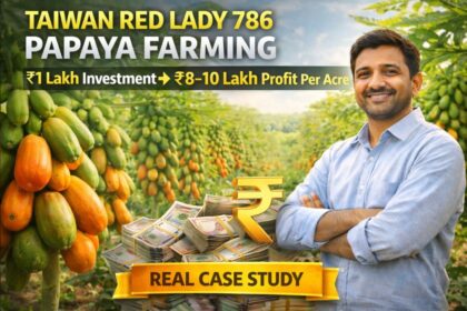 Taiwan Red Lady 786 Papaya Farming