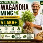 Ashwagandha Farming in India 2026