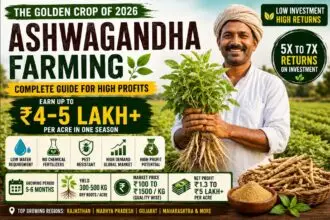 Ashwagandha Farming in India 2026
