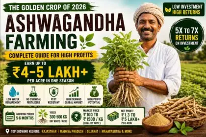 Ashwagandha Farming in India 2026