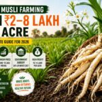 Safed Musli Farming in India 2026