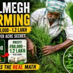 Kalmegh Farming