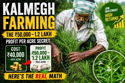 Kalmegh Farming