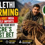 Mulethi Farming