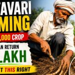 Shatavari farming