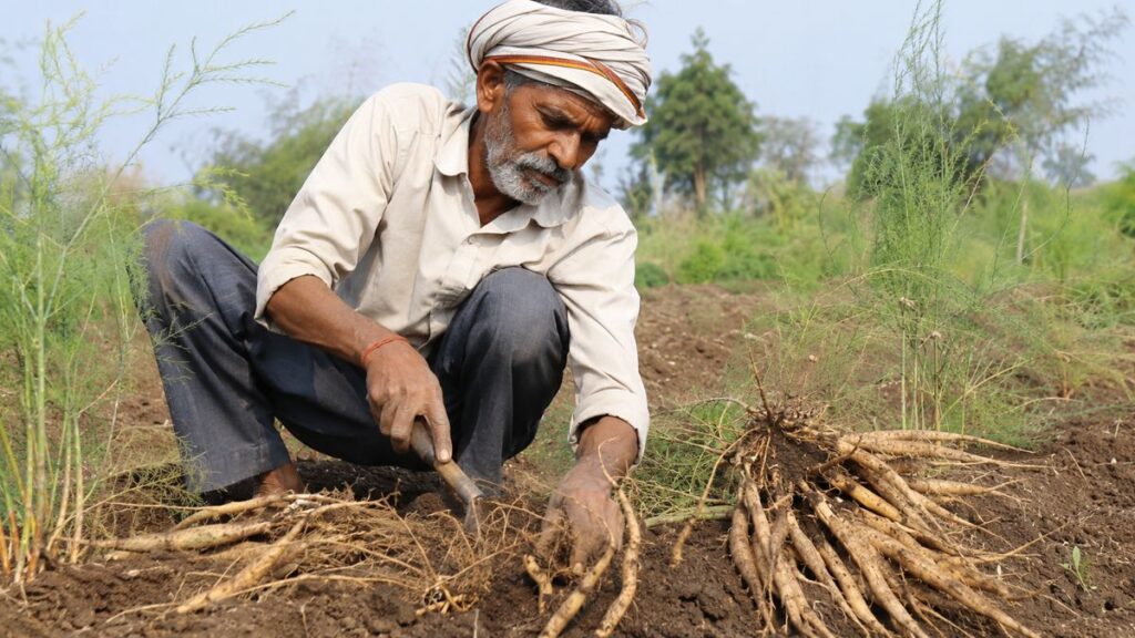 Shatavari farming Agropotli