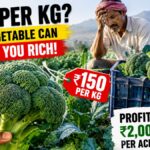 Broccoli Farming in India: Profit, Cost, Price & Market Risks