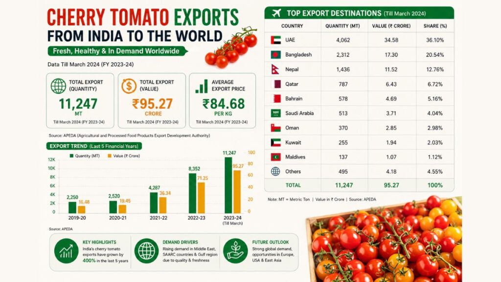 Cherry Tomato Farming in India