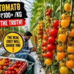 Cherry Tomato Farming in India