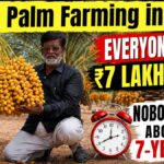 Date Palm Farming