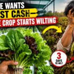 Leafy Greens Farming in India