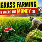 Lemongrass Farming Looks Easy - Until You Calculate What the Oil Is Actually Worth