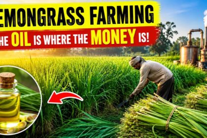 Lemongrass Farming Looks Easy - Until You Calculate What the Oil Is Actually Worth