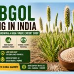 Isabgol Farming Looks Highly Profitable - Until One Week of Rain Changes Everything