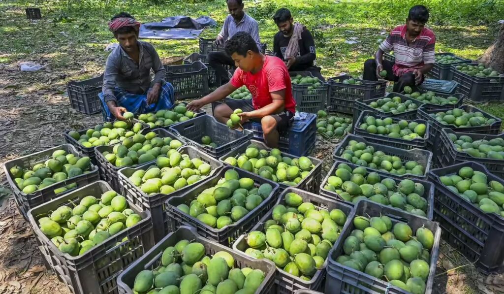 mango farming business