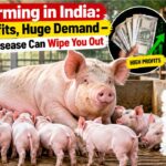 Pig Farming in India