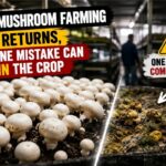 button mushroom farming